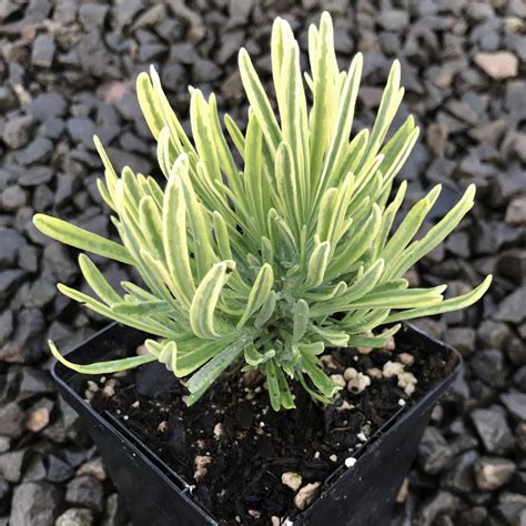 plant blonde|Lavandula angustifolia Platinum Blonde (English .